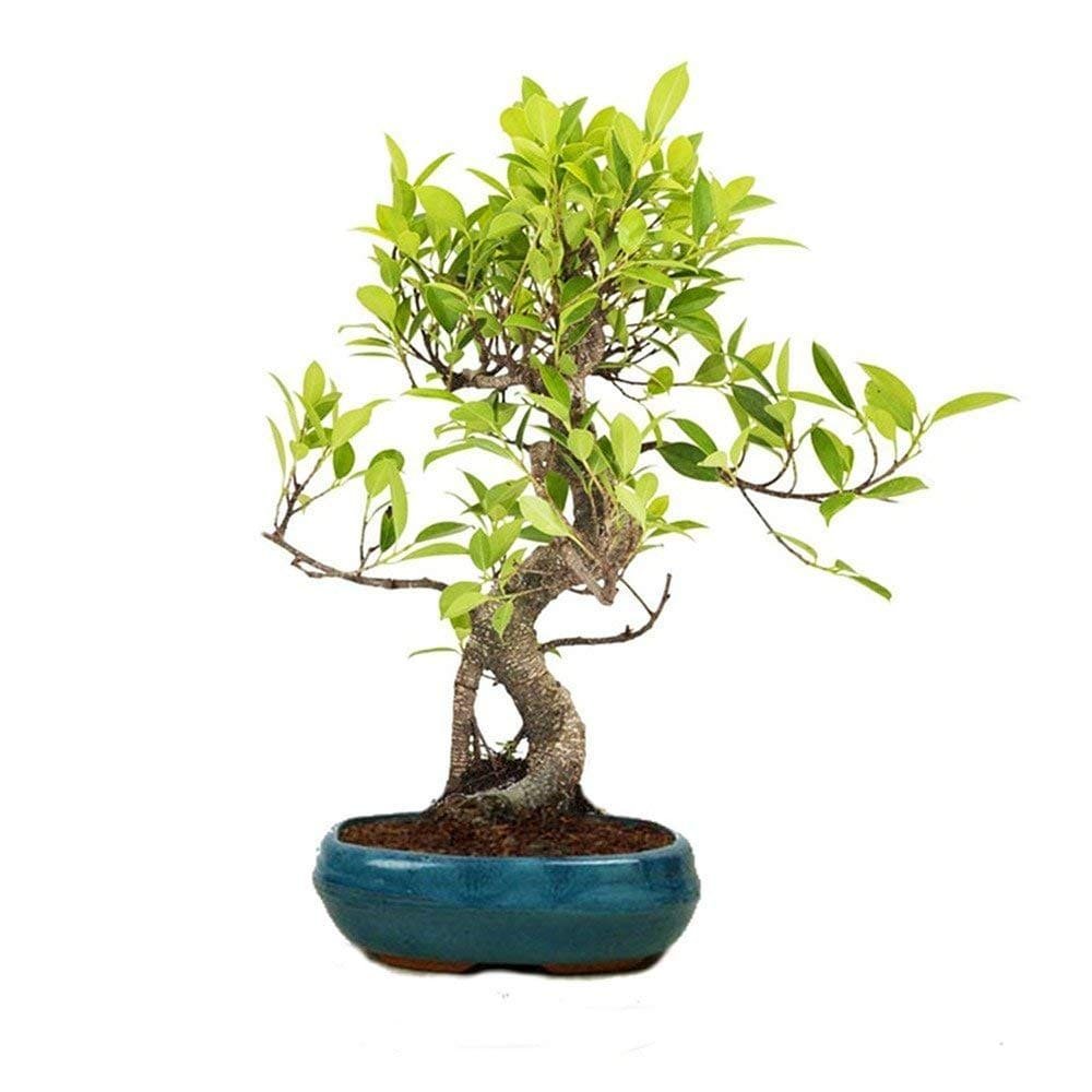 Ficus krishna